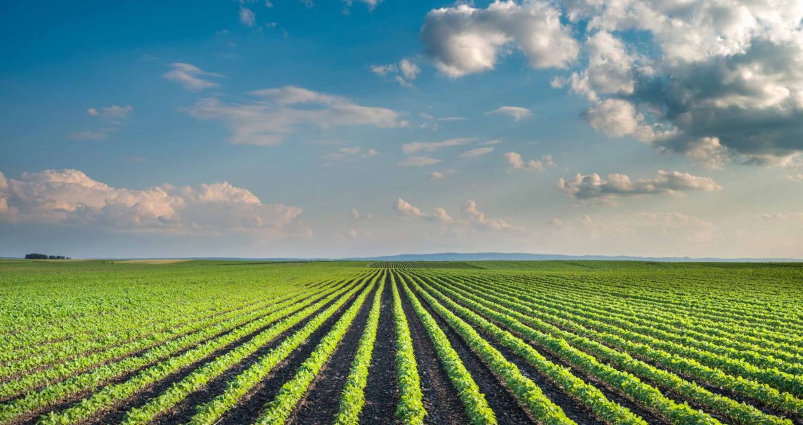 Field