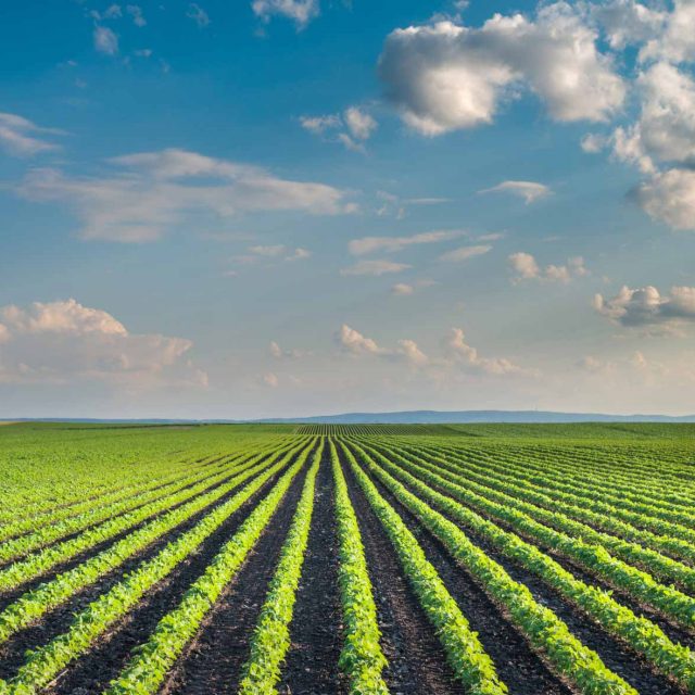 Field Field